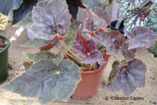 B. ‘Chestnut Capers’